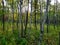 View of Assiniboine Forest on a beautiful autumn day in Winnipeg, Manitoba, Canada