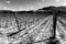 View of Assisi town Umbria in winter, with a vineyard covered