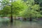 View of Ataturk Arboretum Botanic Park in Istanbul, trees body in the lake landscape