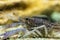 View of the Australian Blue Crayfish Cherax quadricarinatus in the aquarium tank. Known as Blue Pear Yabby, Red Claw Yabby