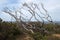 View of australian bush and sea through the branches of a dead tree