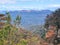 View of Australian Eucalypt Forest on the Prince Henry Cliff Track in the Blue Mountains of New south Wales