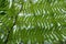 View of the Australian Tree Fern, Cyathea cooperi cyatheaceae, full frame background design