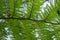 View of the Australian Tree Fern, Cyathea cooperi cyatheaceae, full frame background design