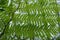 View of the Australian Tree Fern, Cyathea cooperi cyatheaceae, full frame background design