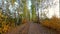 A view of an autumn birch alley in the forest