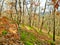 View of the autumn forest of Southeast Europe