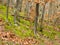 View of the autumn forest of Southeast Europe