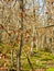 View of the autumn forest of Southeast Europe