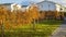 View of autumn landscape of private area. Trees, bushes and grass on garden. .