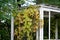 View of autumn leaves of a vine plant crawling in a wooden shed trellis in a park