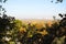 View of the autumn metropolis, autumn trees and high-rise buildings