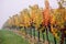 View of autumnal vineyards near Velke BÃ­lovice, Czech Republic