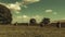 View at Avebury Henge and stone circle