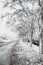 View of an avenue with trees in a cold snowy spring