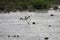 A view of an Avocet