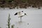 A view of an Avocet