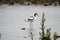 A view of an Avocet