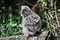 A view of a baby Long Eared Owl