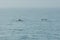 View of the back fins of two dolphins cruising the beachfront ocean water in Ireland.