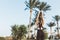 View from back joyful young woman in sportswear stretching on palm trees and blue sky background. Sunny morning