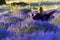 View back of lady in lavender field at sunrise in Kuyucak, Isparta.