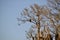 View of Bald eagle (Haliaeetus leucocephalus) pair perched in tall tree feeding on fish