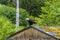 A view of a bald eagle peering down from a rooftop on the outskirts of Sitka, Alaska