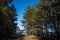 View of Baltic sea and pine trees, Kolka, Latvia