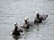 View of Baltic sea with swimming canadian geese in Finland