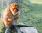 View of a Barbary macaque resting in a garden on a sunny day