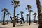 A view of Barceloneta Beach, the most popular beach in Barcelona, Catalonia, Spain. The Olympic Sculpture among palm trees seen