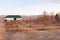 View of bare apple trees and green and white barn seen during a beautiful spring golden hour morning