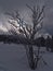 View of bare bush with frozen branches in deep snow on forest clearing with sun breaking through the cloudy sky in winter.