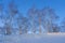 View of bare leafless tree with an interesting shape in a snow