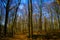 View on bare trees of beech forest against cold crystal blue sky