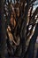 View through the bare trunks and branches of willow trees on a spring sunny day.