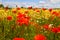 View on barley grass field in summer with red corn poppy flowers Papaver rhoeas