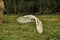 A view of a Barn Owl in flight