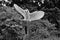 A view of a Barn Owl in flight