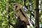 A view of a Barn Owl on a post