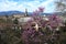 View of the Basilica of the Holy Cross in Florence with flowering judas tree in spring. Italy