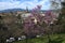 View of the Basilica of the Holy Cross in Florence with flowering judas tree in spring. Italy