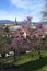 View of the Basilica of the Holy Cross in Florence with flowering judas tree in spring. Italy