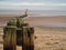 View of beach with dividing groyne at low tide with rad beacon and gulls feeding in the background