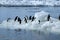 View from beach a group of adelie penguins on floating ice