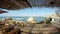 View of a beach / lounge bar, resort, decorated with traditional and typical building materials, people resting, overlooking the s