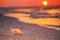 View of a beach with seashell on the sand at sunset, selective focus. Concept of sandy beach holiday