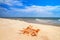 View of a beach with seashell on the sand under the hot summer sun, selective focus. Concept of sandy beach holiday