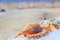 View of a beach with seashells and towel on the sand under the hot summer sun, selective focus. Concept of sandy beach holiday